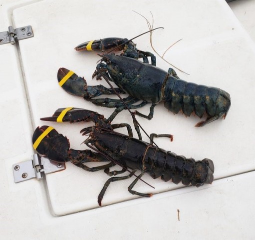 A Once In A Lifetime Catch Rare Giant Lobster Caught By Young Lobsterman Benzinga