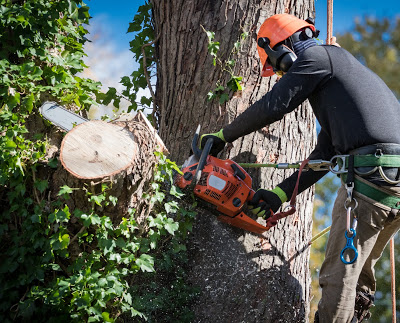 North Florida Tree Service Now Offering Free Estimates