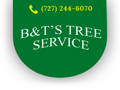 B&T’s Tree Service Elevates Standard of Care with Full-Time Certified Arborist in Clearwater, FL