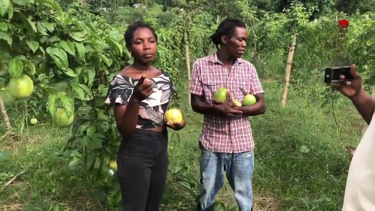 Peyizan Milyoner Leads Sustainable Passion Fruit Revolution in Haiti