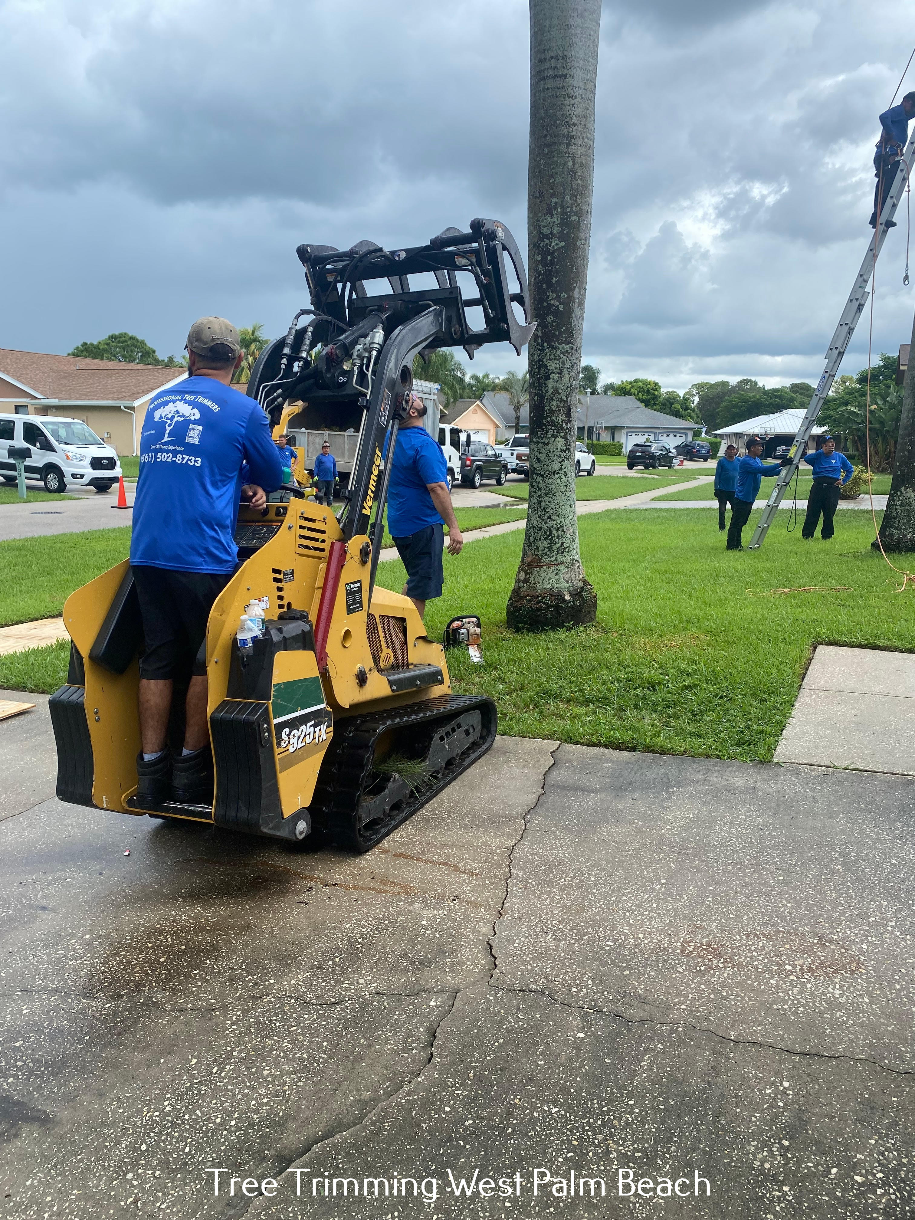 Professional Tree Trimmers Outlines Tree Care Tips for a Beautiful Landscape