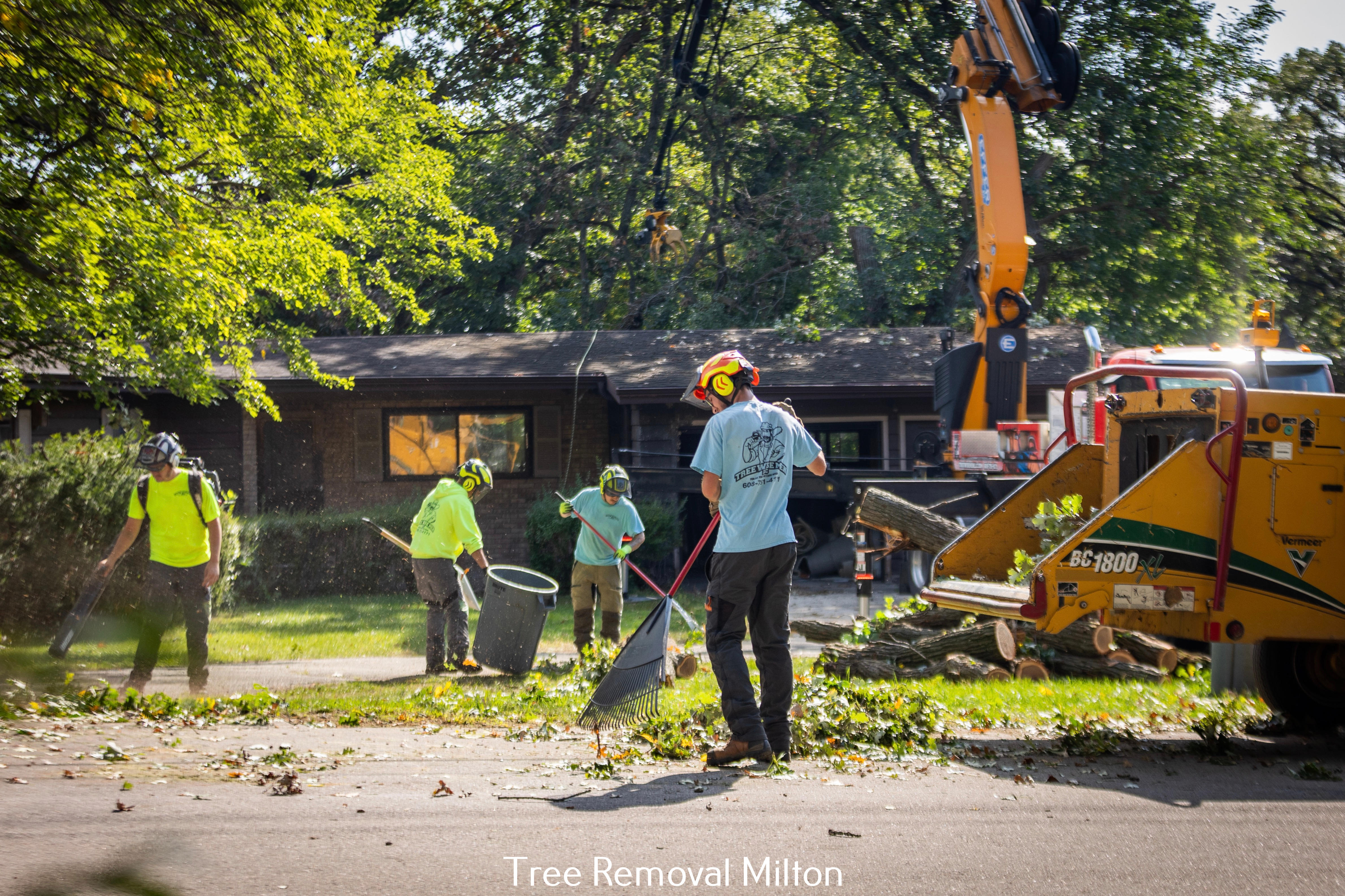 Tree Wise Men LLC Outlines Tree Trimming Options for Different Types of Trees