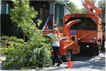 Douglas County Tree Service Explains the Risks of Neglecting Stump Removal