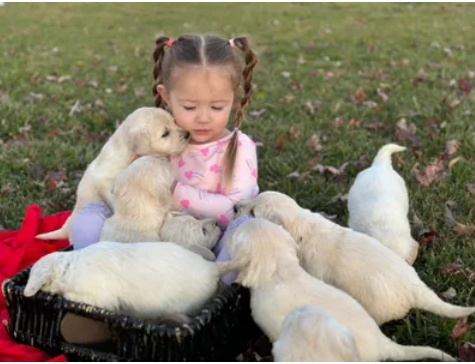 Abbey Acres Golden Doodles Sets New Standard in Canine Excellence