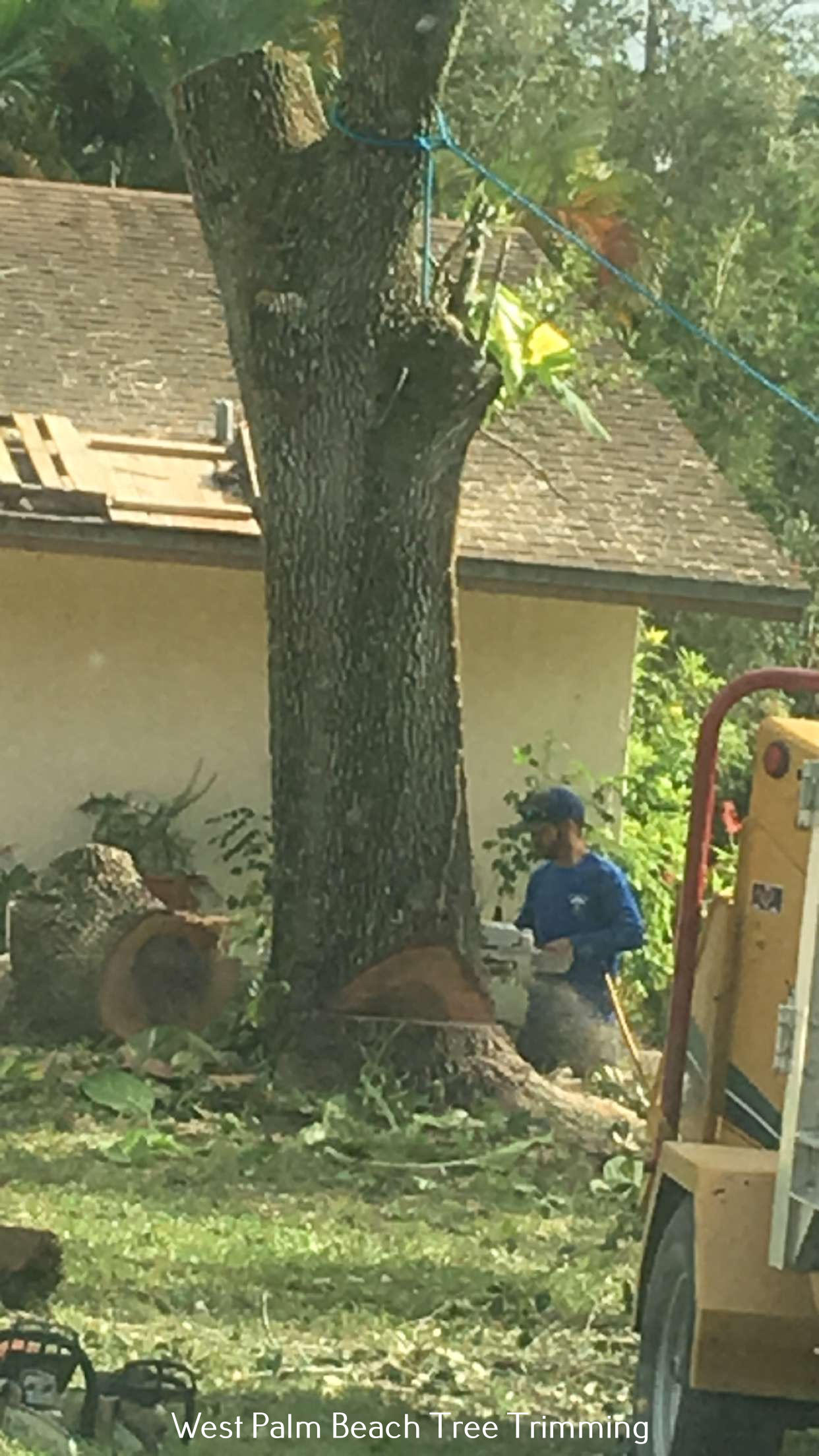 Professional Tree Trimmers Explains Techniques for Safely Trimming Trees Near Power Lines