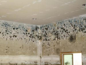 Hero Mold Company Shares Insights into Commercial Mold Remediation 