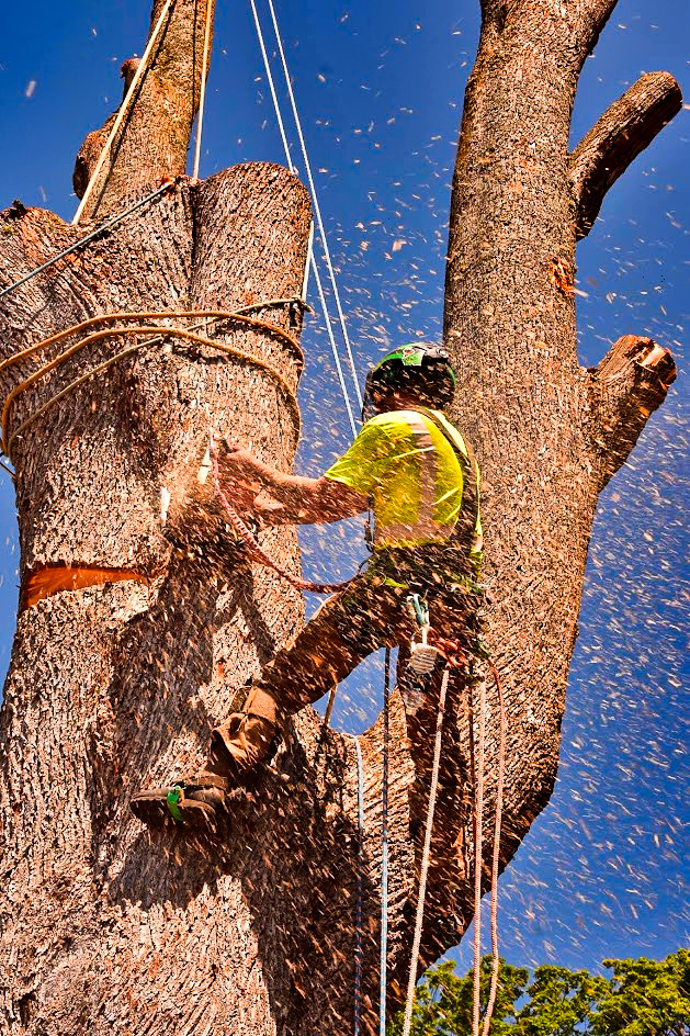 Primal Tree Service LLC Shares an Overview of the Services They Offer 