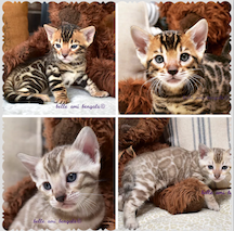 Belle Ami Bengals Wins Prestigious Award for Best Cat Breeder in the South