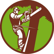 Jr & Dubon Tree Service Enhances Outdoor Spaces with Expert Tree Care and Free Consultations