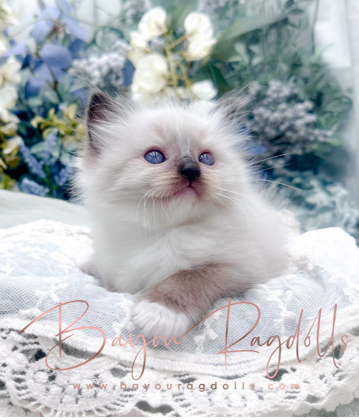 Bayou Ragdolls Earns Top Honors as Best Ragdoll Breeder in the South