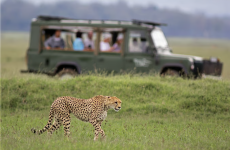 Wild, Luxurious, and Green: Spirit of Madikwe, the Safari that Turns Adventure into Conservation